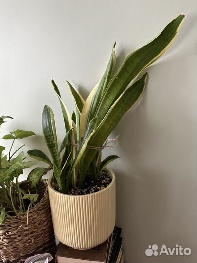 Комнатные цветы