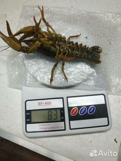 Живые раки самара