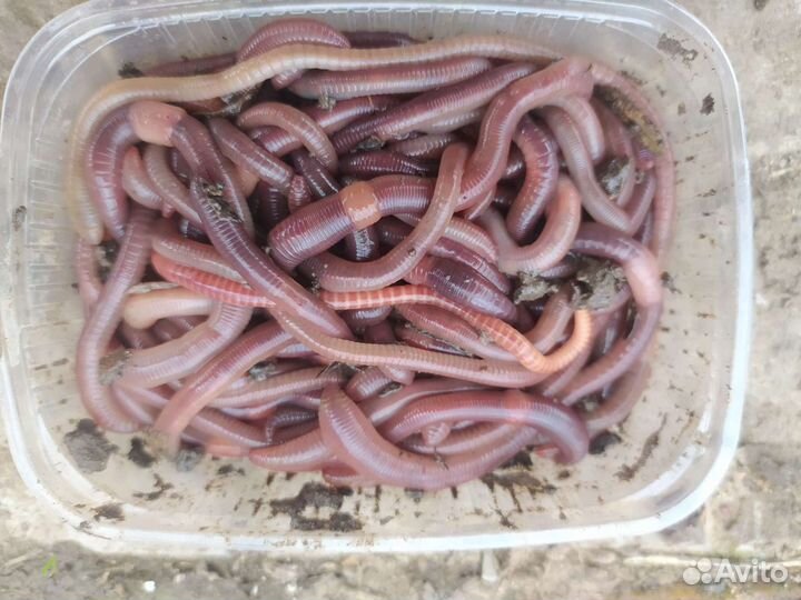 Черви для рыбалки