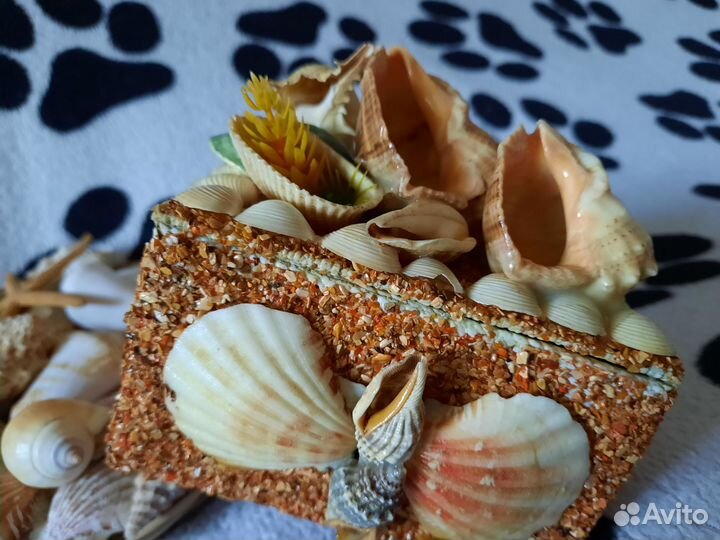 Морские ракушки разные
