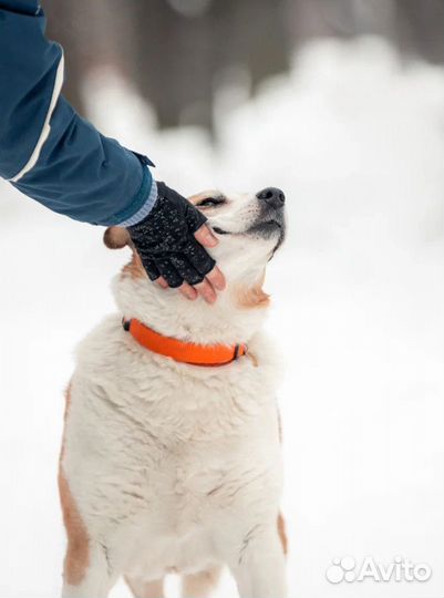 Собака в дар. Ищет дом Герда