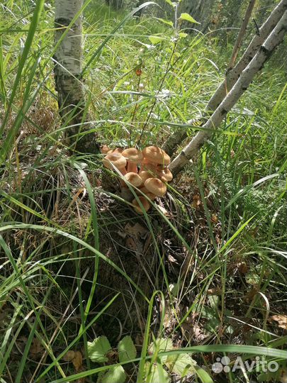 Грибы опята свежие