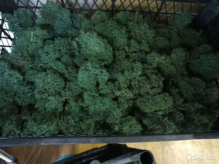 Мох для декора