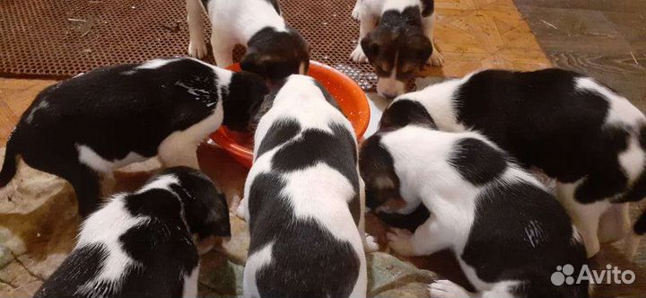 Щенки русской пегой