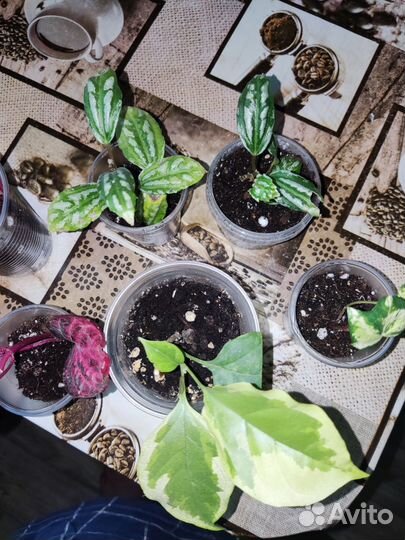 Цветы сингониум пилея пеллиония ирезине плющ