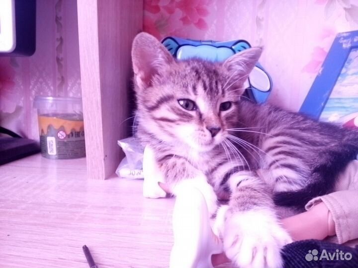 Отдам бесплатно в хорошие руки