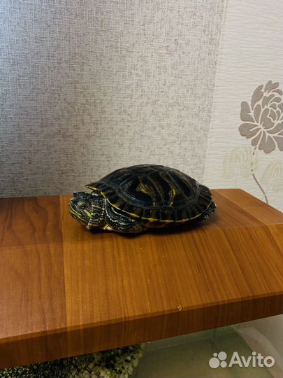 Черепаха