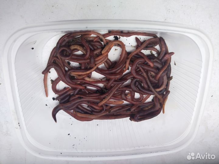 Черви навозные