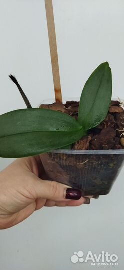 Орхидея фаленопсис биг лип