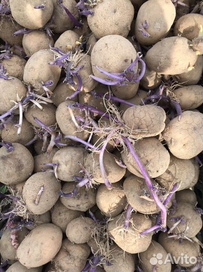 Семенной картофель синеглазка и аврора