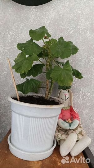 Комнатные растения