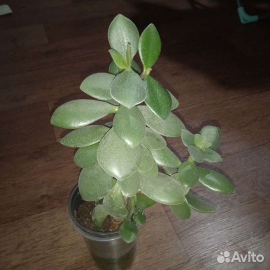 Денежное дерево