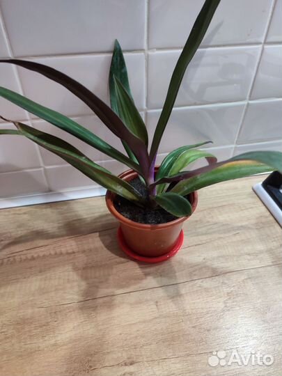 Комнатные растения