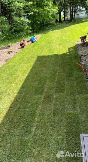 Рулонный газон 