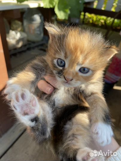 Котёнок