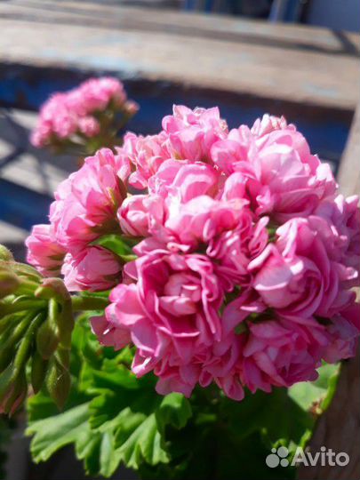 Пеларгония герань