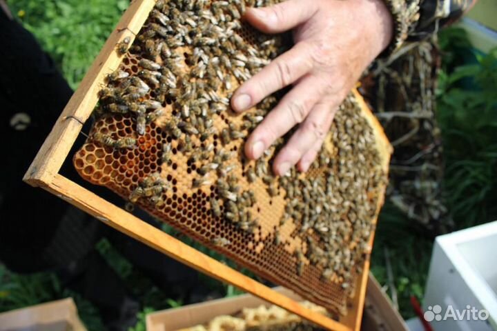 Пчёлы (карника,бакфаст)