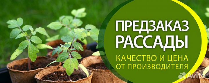 Рассада помидор, огурцов, перцев и многое другое