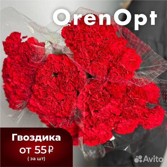 Цветы гвоздика оптом
