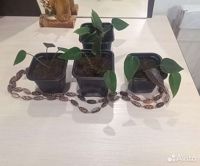Антуриум красный