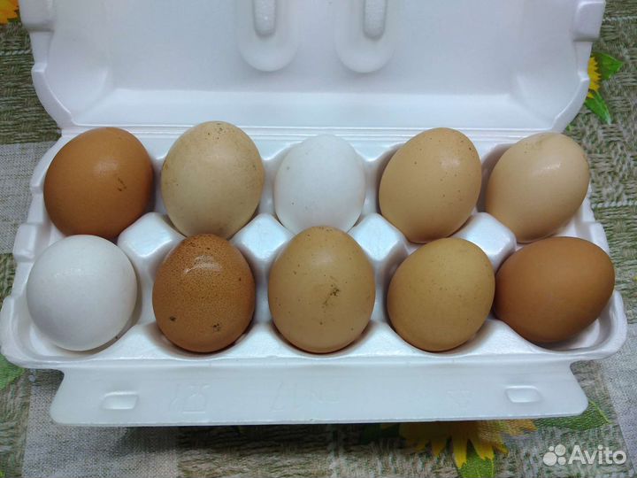 Домашние куриные яйца