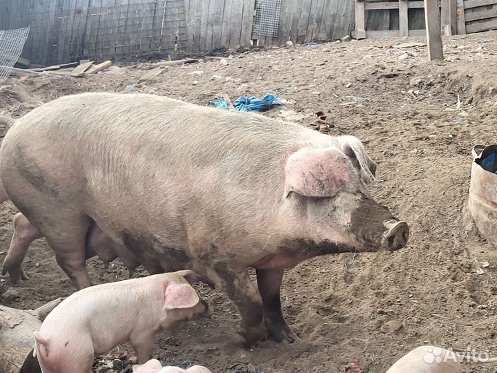 Домашняя свинья