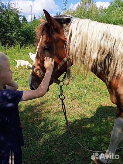 Конные прогулки