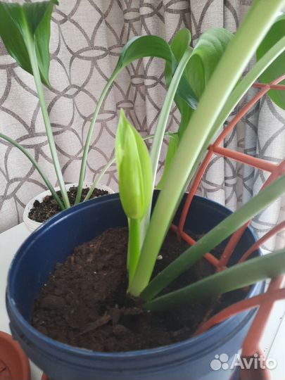 Эухарис или Амазонская Лилия