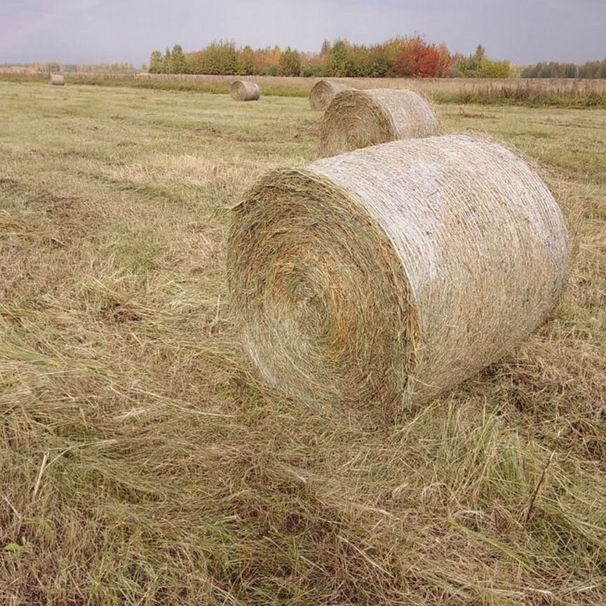 Продам сено в рулонах