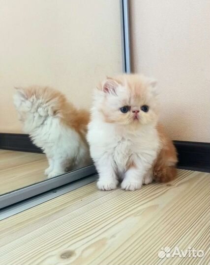 Персидский котенок