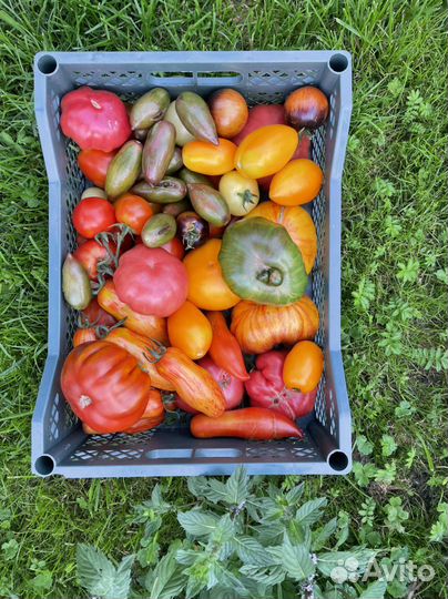 Домашние помидоры и огурцы