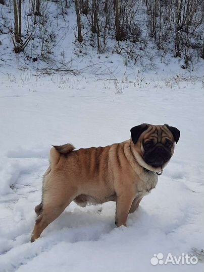 Мопс для вязки