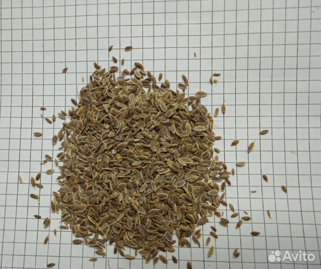 Семена укропа оптом