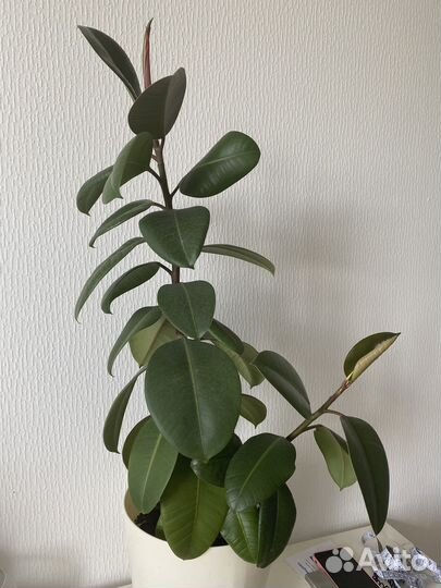 Фикус эластика