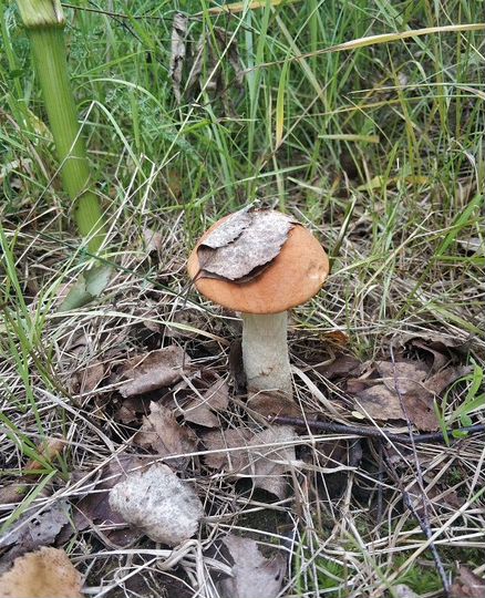 Участок 8 сот. (СНТ, ДНП)