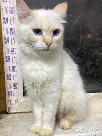 Кошка породистая