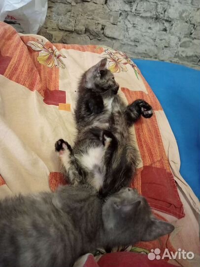 Кошка скоттиш страитт