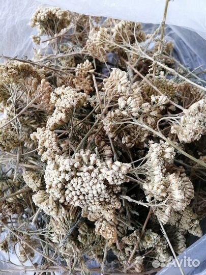 Тысячелистник