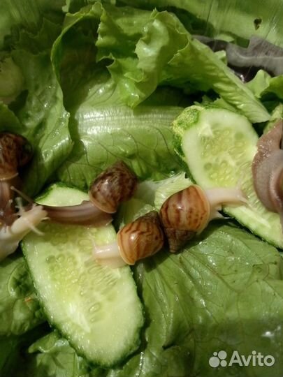 Улитята Ахатина