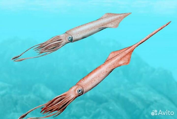 Окаменелости. Белемниты