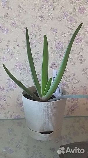 Алоэ складчатое Plicatilis