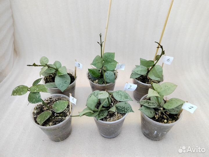 Хойи укорененные (4 сорта)