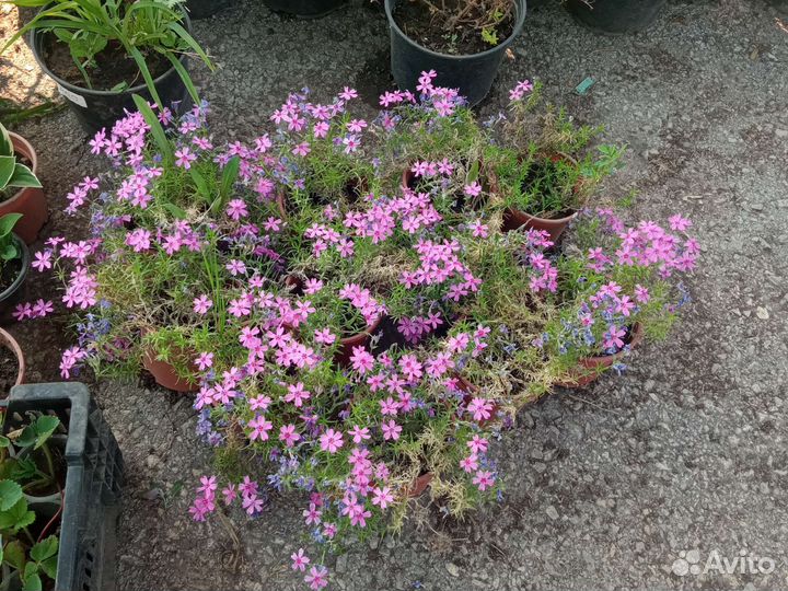 Саженцы плодовых деревьев и кустарников