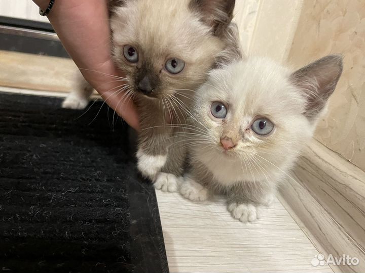 Котята бесплатно