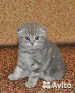 Коты на вязку, котята в продаже