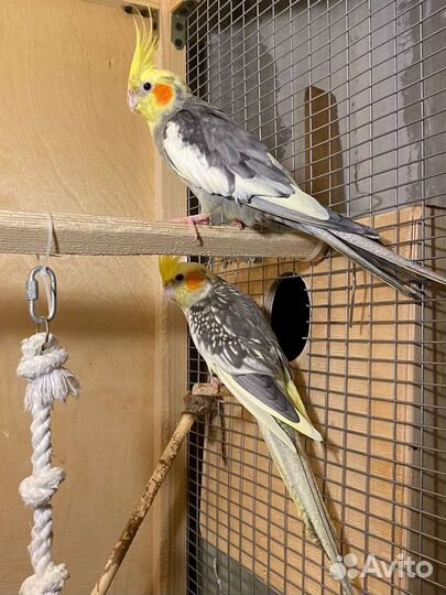 Попугай корелла пара с клеткой