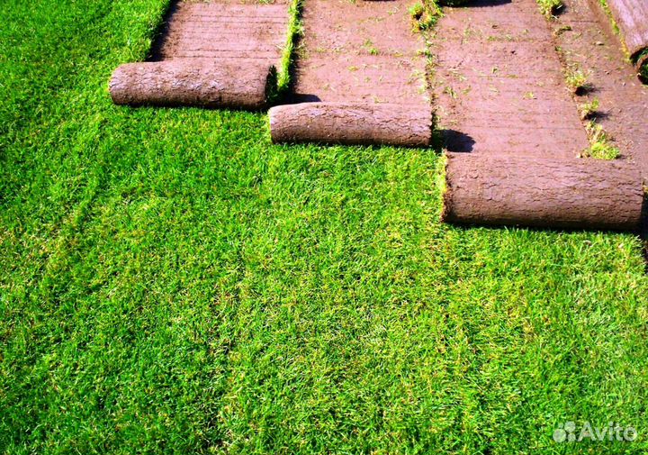 Укладка и продажа газона