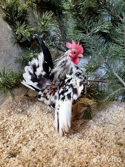 Малазийская серама антверпенская бородатая куры