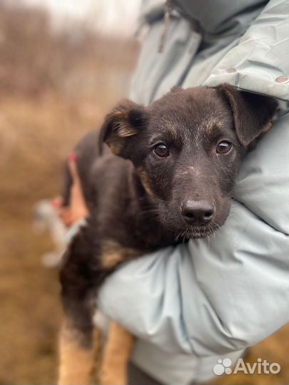 Щенок в добрые руки бесплатно