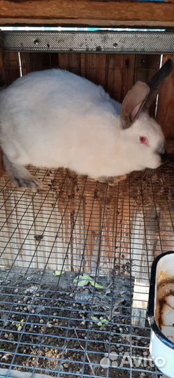 Кролики Калифорнийцы